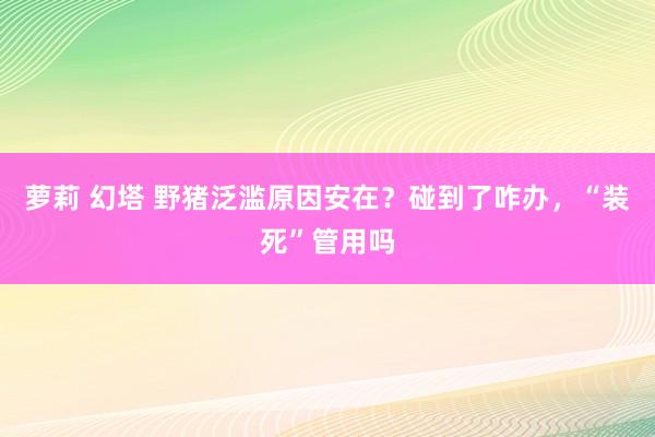 萝莉 幻塔 野猪泛滥原因安在？碰到了咋办，“装死”管用吗